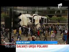 Urs polar gigant pe strazile din Londra