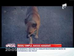 Cum sa scapi atunci cand esti incoltit de o haita de caini maidanezi