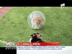 Jucarii pentru pisici