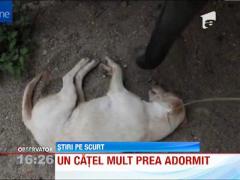 Catel trezit de un elefant