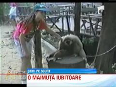 VIRAL! Cea mai iubareata maimuta