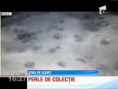 La Londra au fost expuse cele mai frumoase perle