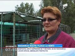 Maidanezii din Romania pleaca in Germania