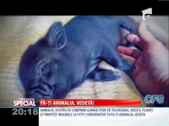 Purcelusii de casa, cele mai dragute animale de companie