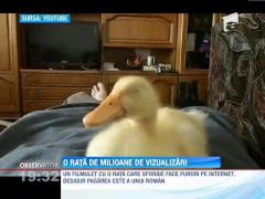 VIRAL! O rata care sforaie face furori pe internet