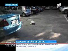 Observator de weekend