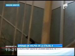 O vulpe a creat panica intr-un bloc din Suceava