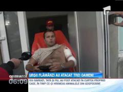 UPDATE! Trei barbati din Dambovita, atacati de o ursoiaca