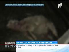 Ursul care a ranit trei barbati in Dambovita a coborat din nou din padure si a atacat o stana