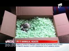 SPECIAL!!! Fa-ti animalul vedeta! Dihorii jucausi