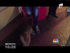 Un american bogat din Carolina de Nord isi cauta dragostea prin intermediul unui banner