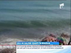 Zeci de balene, esuate in nordul Braziliei