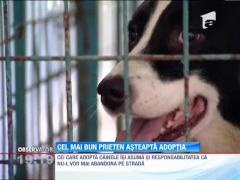 Cel mai bun prieten al omului asteapta adoptia