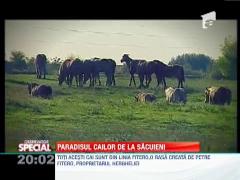 SPECIAL!!! Cea mai mare herghelie privata din Europa se afla la Sacuieni