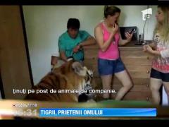 O familie din Brazilia traieste cu sapte tigri in casa