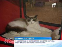 Cele mai frumoase pisici s-au intrecut la un concurs desfasurat in Capitala