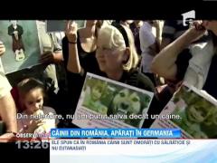 Cainii din Romania, aparati in Germania