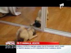 Fa-ti animalul vedeta!