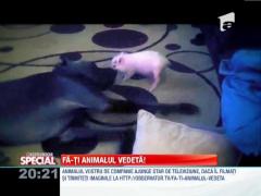 SPECIAL! Purcelusul care insista sa devina prieten cu un Dog German