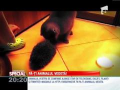 Fa-ti animalul vedeta! Pisica si ariciul