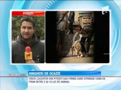 Locuitorii din Pitesti care strang caini vor primi intre cinci si 10 lei de animal