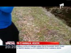 SPECIAL! Fa-ti animalul vedeta!