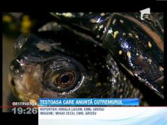 Broasca testoasa care anunta cutremurele