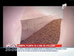 Canepa, planta cu o mie de utilizari