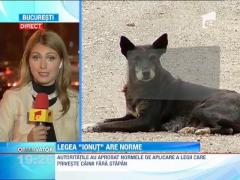 Autoritatile au aprobat normele de aplicare ale legii cainilor vagabonzi