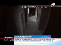 Un caine a evadat spectaculos dintr-un adapost, in statul american Colorado