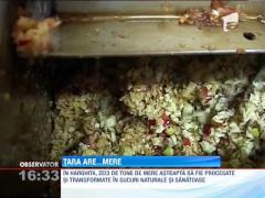 Recolta bogata de mere la Harghita