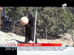 SPECIAL!!! Fa-ti animalul vedeta!