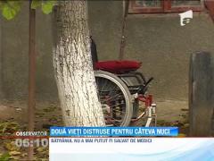 Doua vieti au fost distruse, pentru un sac de nuci