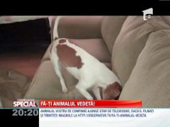 OBSERVATOR SPECIAL: Cainele si sticla de plastic