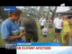 In ziua nuntii a avut parte de... un elefant afectuos