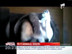 OBSERVATOR SPECIAL: Fa-ti animalul vedeta!
