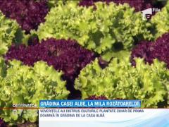 Gradina de zarzavat de la Casa Alba, devastata de rozatoare