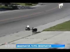 Observator 13