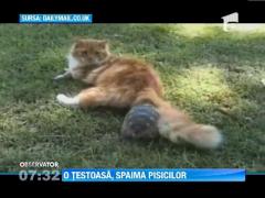 Pisici, terorizate de o broasca testoasa