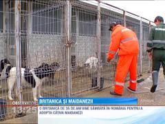 O britanica vrea sa salveze maidanezii din Romania