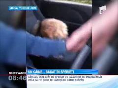 Cainele care se sperie de calatoriile cu masina