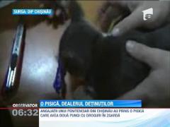 O pisica, dealerul detinutilor dintr-un penitenciar din Chisinau