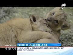 Trei pui de leu, vedete la Zoo