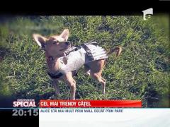 SPECIAL! Cel mai trendy catel de companie