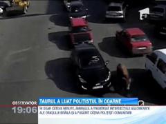 Un taur furios a luat in coarne un politist pe strazile orasului Braila