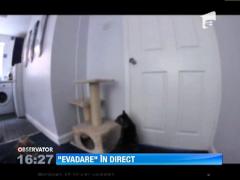 Cum evadeaza din casa un caine si o pisica