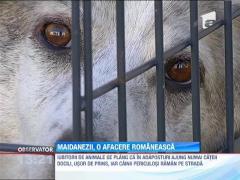 Hingherii au avut o actiune de prindere a cainilor maidanezi in parcul Carol