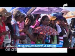Peste 50 de elefanti au defilat pe cea mai noua autostrada din Sri Lanka
