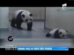 Primii pasi ai unui pui de urs panda