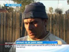 Un sarpe urias a creat panica printre oamenii dintr-o localitate constanteana